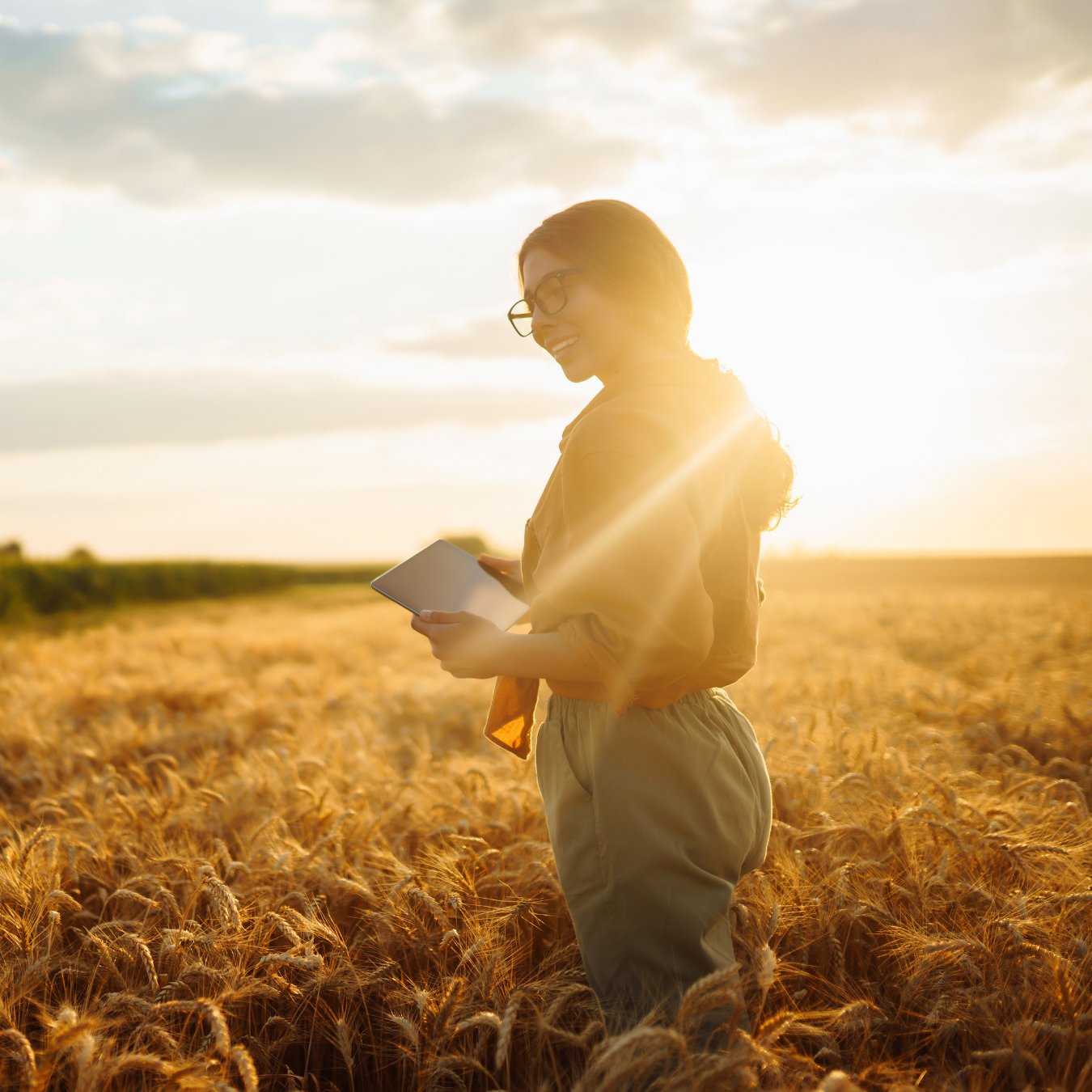 Mujer revisando cultivo de trigo con tablet al atardecer