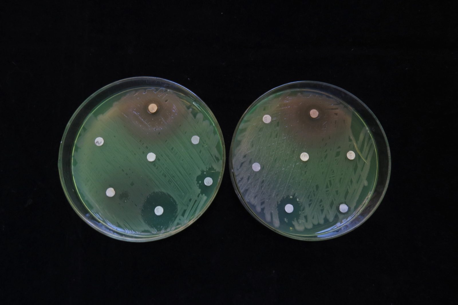 Placas de cultivo con muestras microbiológicas