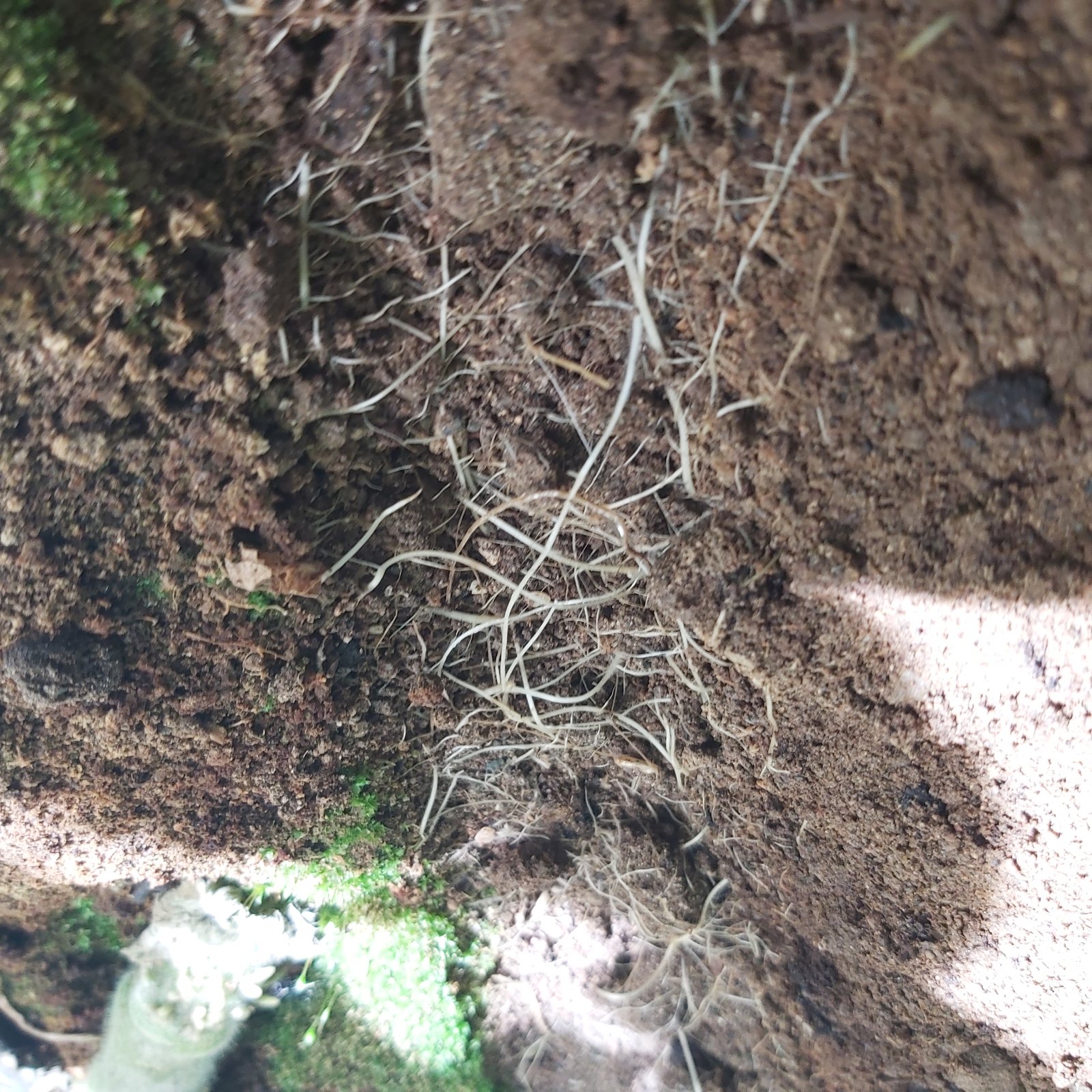 Raíces en activo crecimiento en un suelo con alta carga de compost