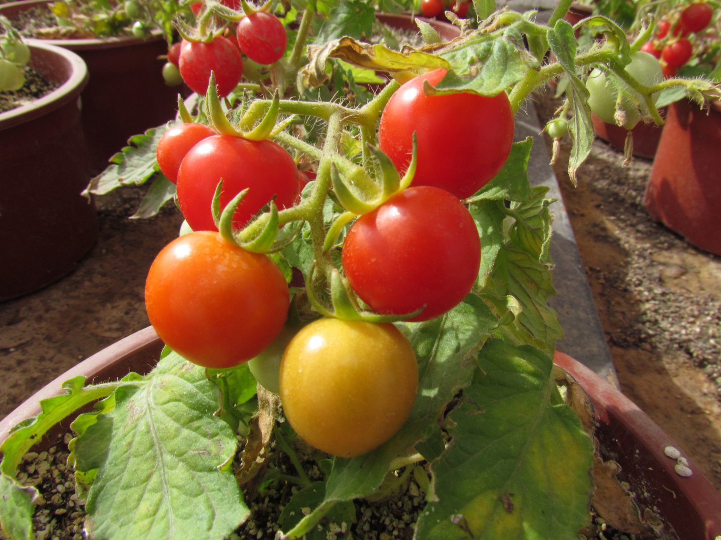 Tomates cherry